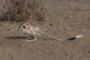 Image of a Banner-tailed Kangaroo Rat in its natural habitat