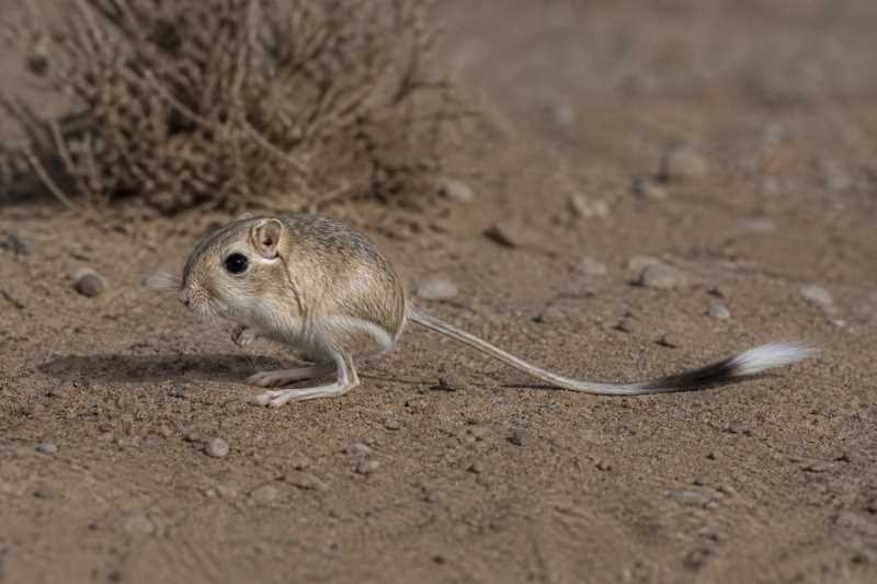 Image of a Banner-tailed Kangaroo Rat in its natural habitat
