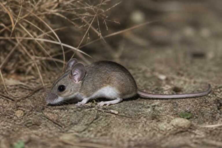 Image of a Baoule Mouse in its natural habitat