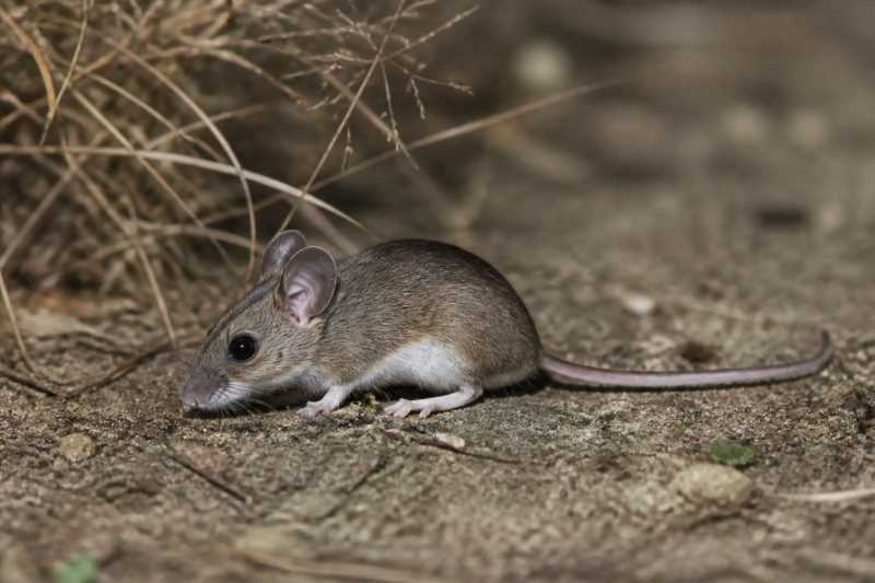 Image of a Baoule Mouse in its natural habitat