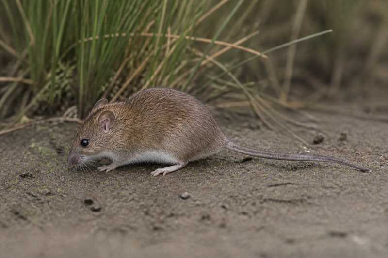 Image of a Baron's Rice Rat in its natural habitat