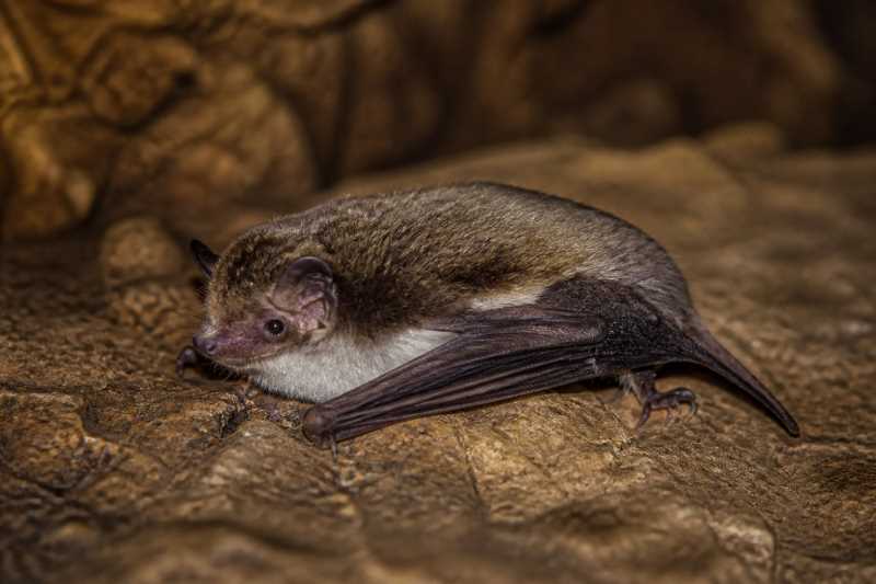 Image of a Bartels's Myotis in its natural habitat