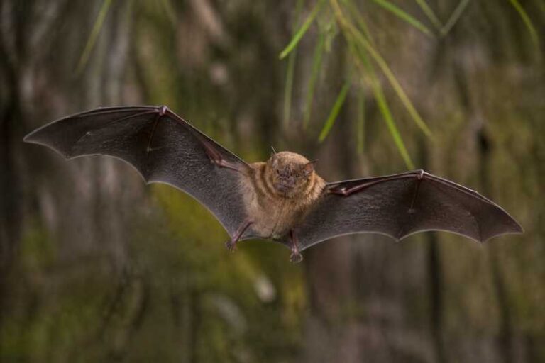 Image of a Bates's Slit-faced Bat in its natural habitat