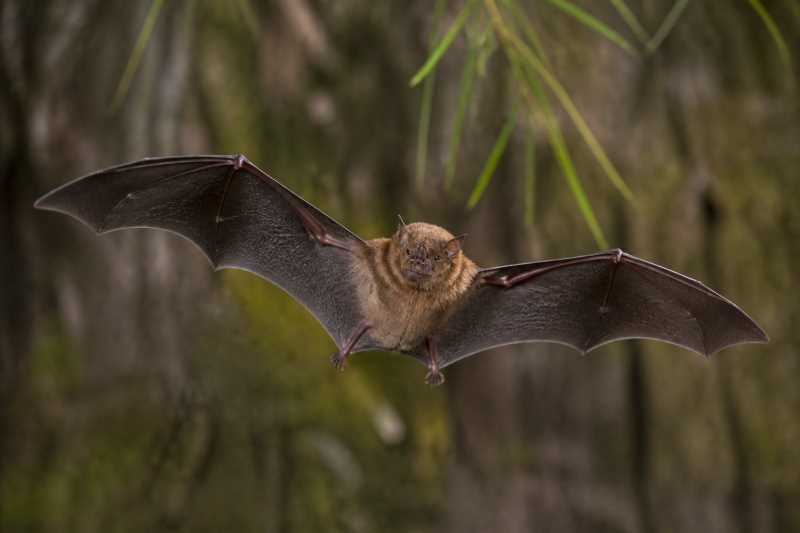 Image of a Bates's Slit-faced Bat in its natural habitat