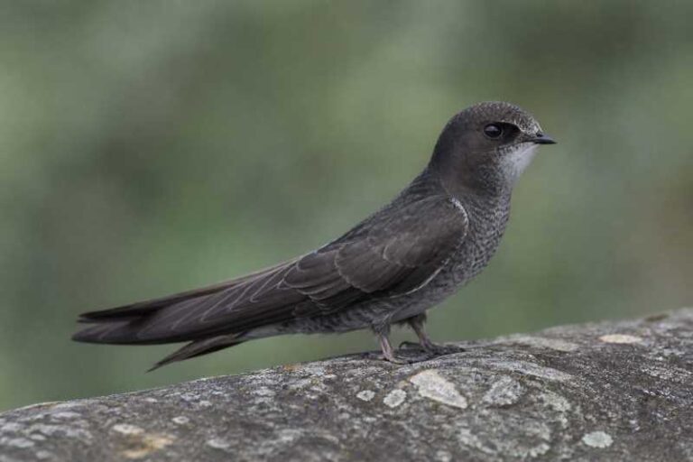 Image of a Bates's Swift in its natural habitat