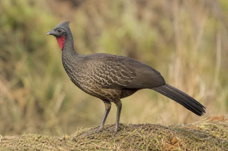 Image of a Baudo Guan in its natural habitat