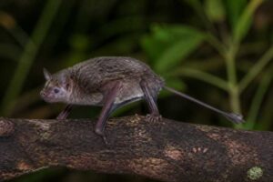 Image of a Beccari's Sheath-tailed Bat in its natural habitat