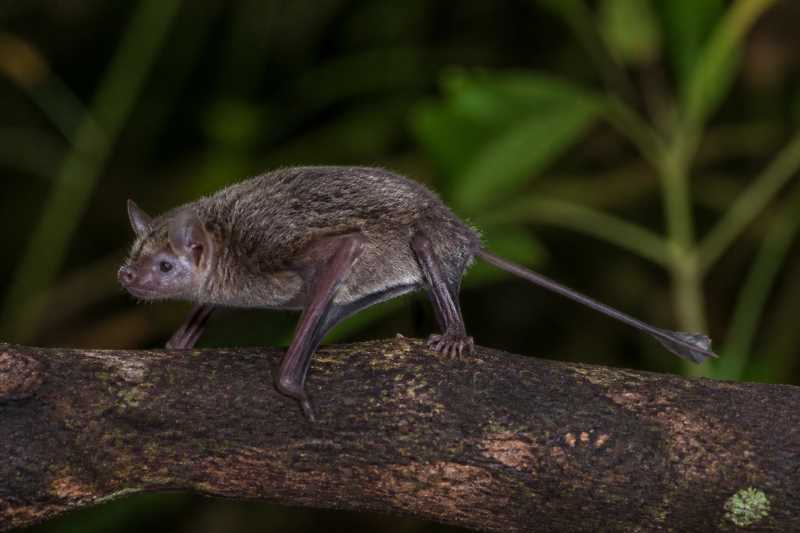 Image of a Beccari's Sheath-tailed Bat in its natural habitat