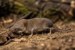Image of a Beccari's White-toothed Shrew in its natural habitat