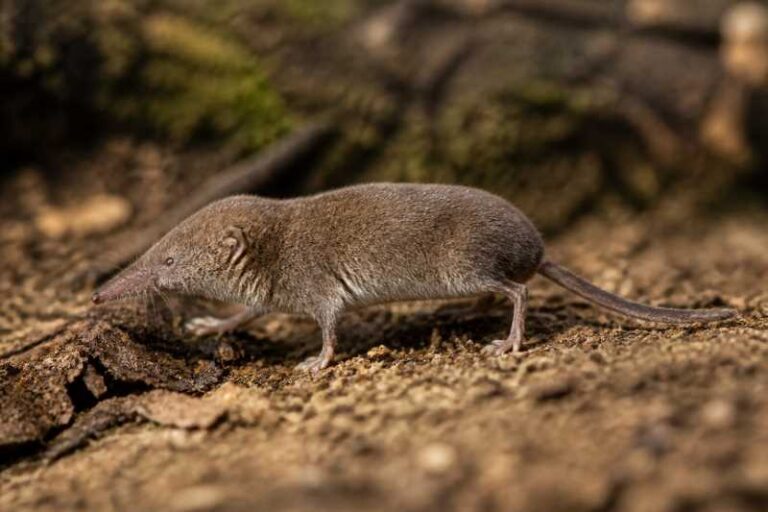 Image of a Beccari's White-toothed Shrew in its natural habitat