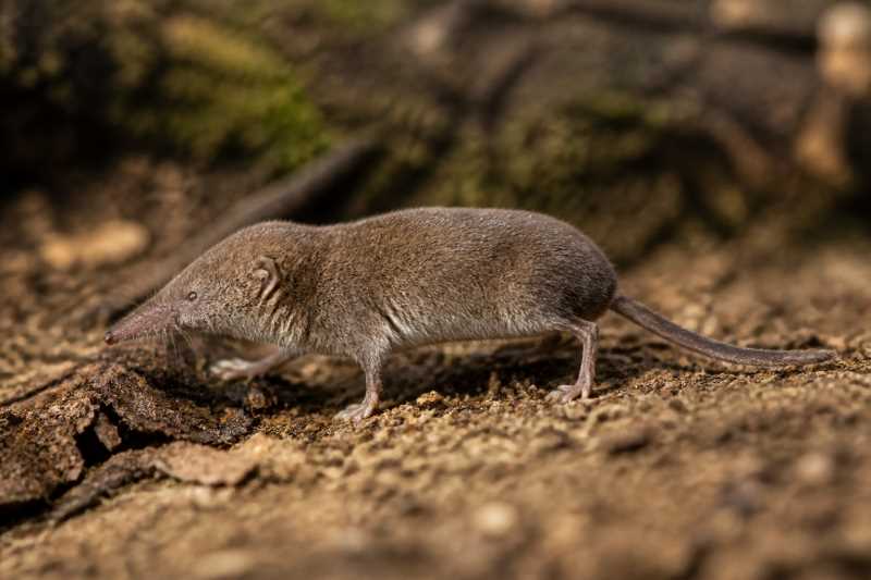Image of a Beccari's White-toothed Shrew in its natural habitat