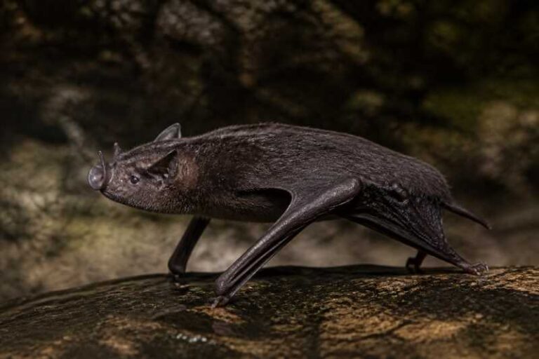 Image of a Beelzebub Tube-nosed Bat in its natural habitat
