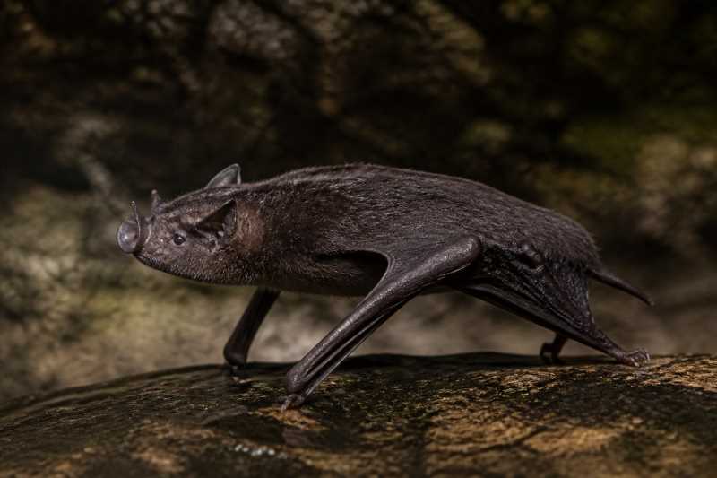 Image of a Beelzebub Tube-nosed Bat in its natural habitat