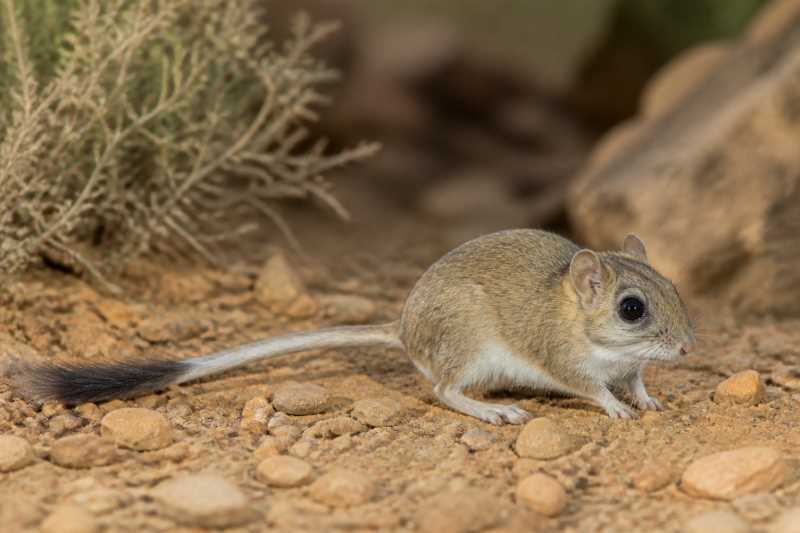 Image of a Behzad's Brush-tailed Mouse in its natural habitat