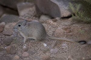 Image of a Bennett's Chinchilla Rat in its natural habitat