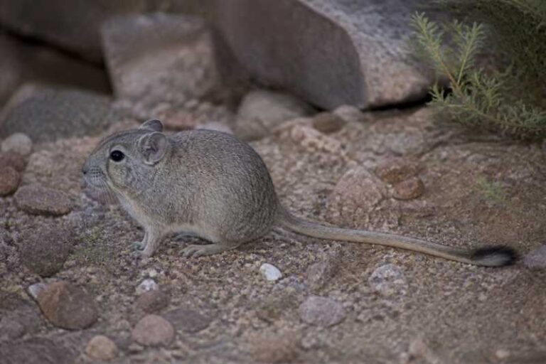Image of a Bennett's Chinchilla Rat in its natural habitat