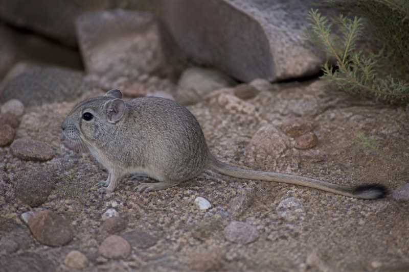 Image of a Bennett's Chinchilla Rat in its natural habitat