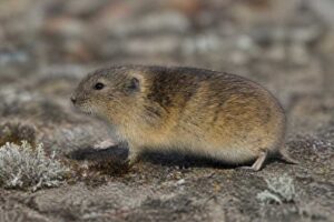 Image of a Beringian Brown Lemming in its natural habitat
