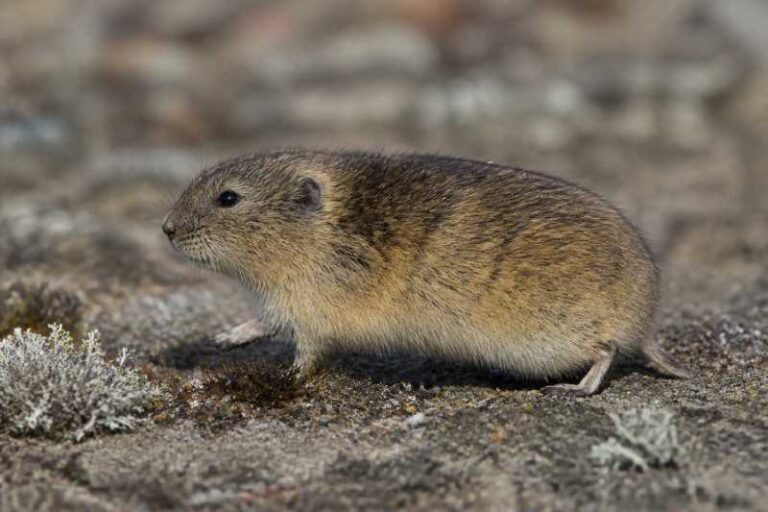 Image of a Beringian Brown Lemming in its natural habitat