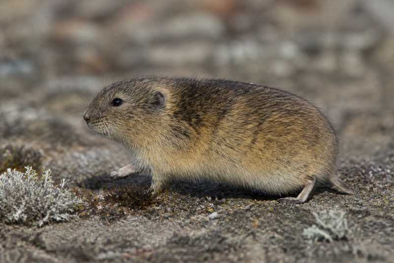 Image of a Beringian Brown Lemming in its natural habitat