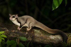 Image of a Biak Glider in its natural habitat