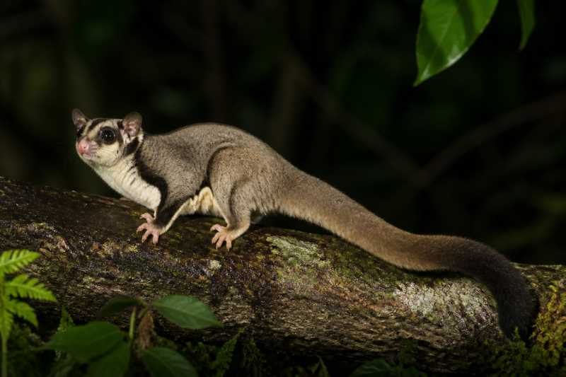 Image of a Biak Glider in its natural habitat