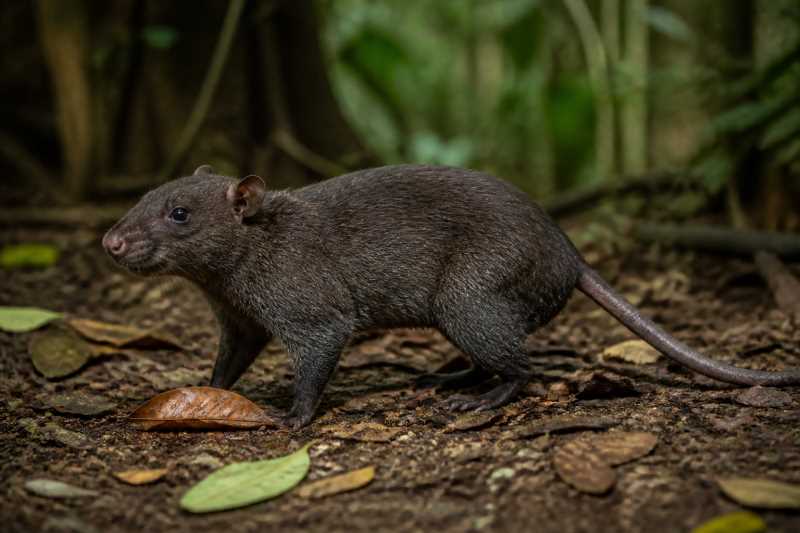 Image of a Biak Island Giant Rat in its natural habitat
