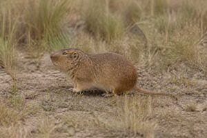 Image of a Bidau's Tuco-tuco in its natural habitat