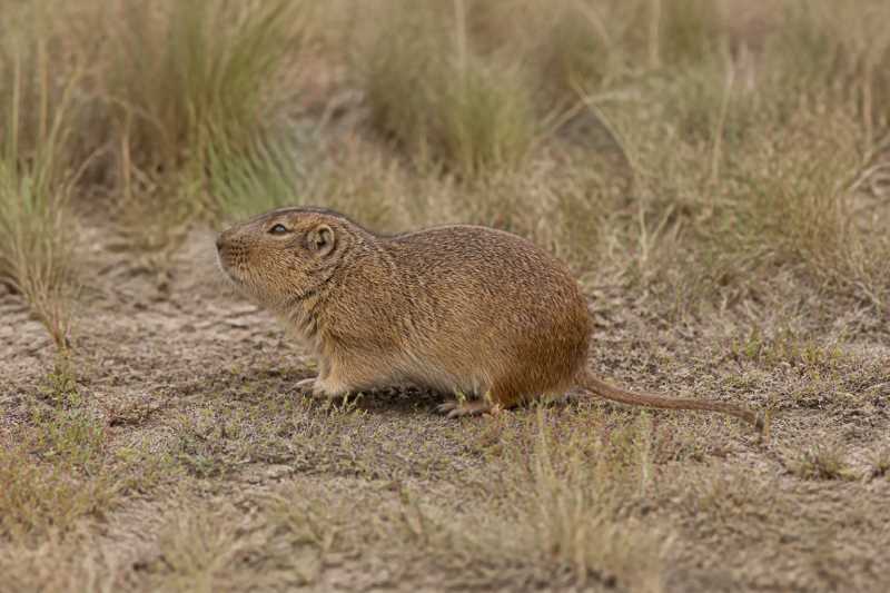 Image of a Bidau's Tuco-tuco in its natural habitat