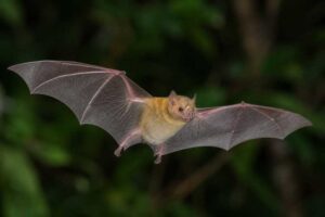 Image of a Bidentate Yellow-shouldered Bat in its natural habitat