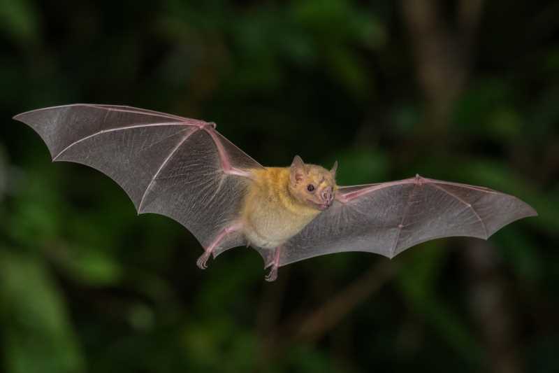 Image of a Bidentate Yellow-shouldered Bat in its natural habitat