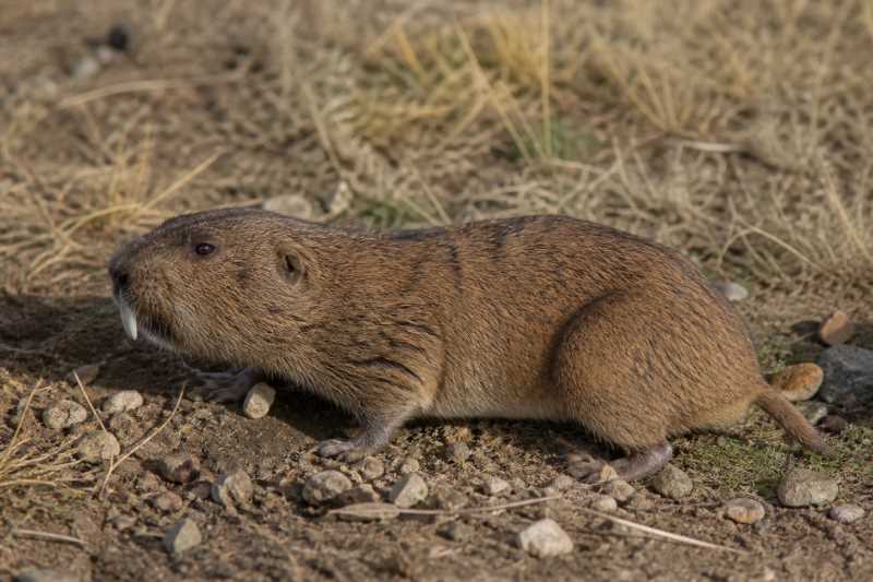 Image of a Big Pocket Gopher in its natural habitat
