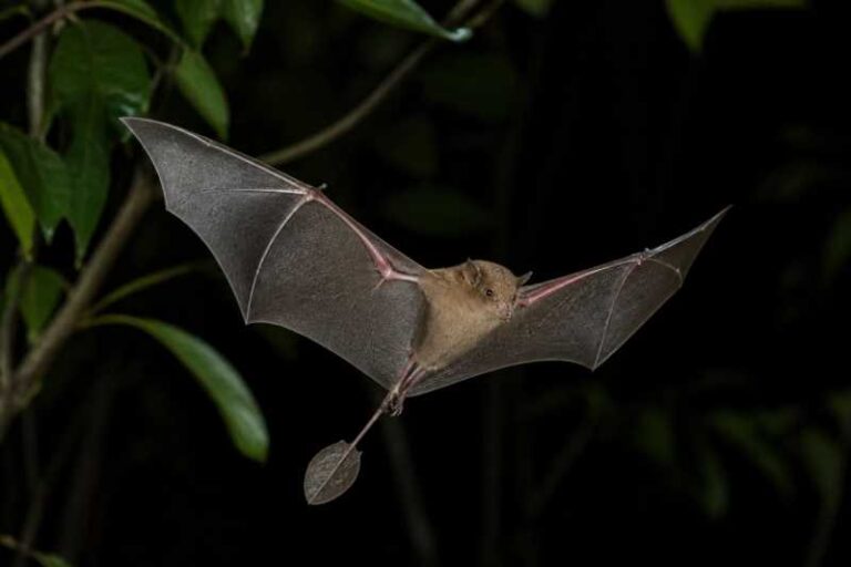 Image of a Bini Winged-mouse Bat in its natural habitat