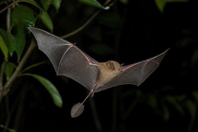 Image of a Bini Winged-mouse Bat in its natural habitat