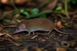 Image of a Bioko Forest Shrew in its natural habitat