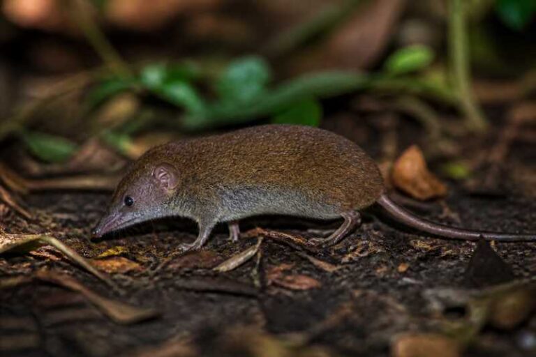 Image of a Bioko Forest Shrew in its natural habitat