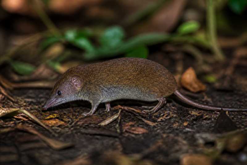 Image of a Bioko Forest Shrew in its natural habitat