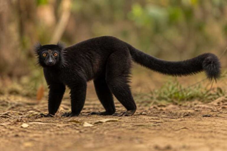 Image of a Black Lemur in its natural habitat