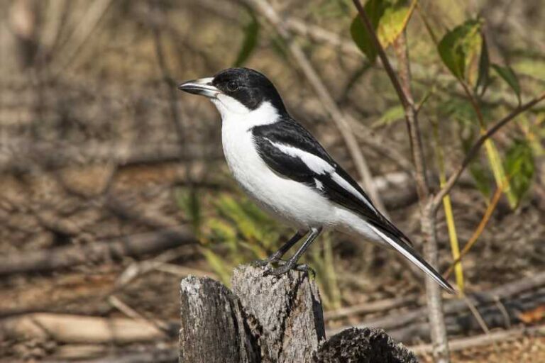 Image of a Black-backed Butcherbird in its natural habitat