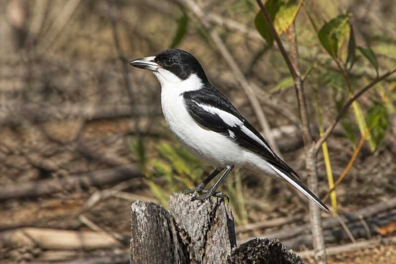 Image of a Black-backed Butcherbird in its natural habitat