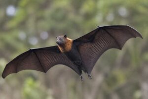 Image of a Black-eared Flying Fox in its natural habitat