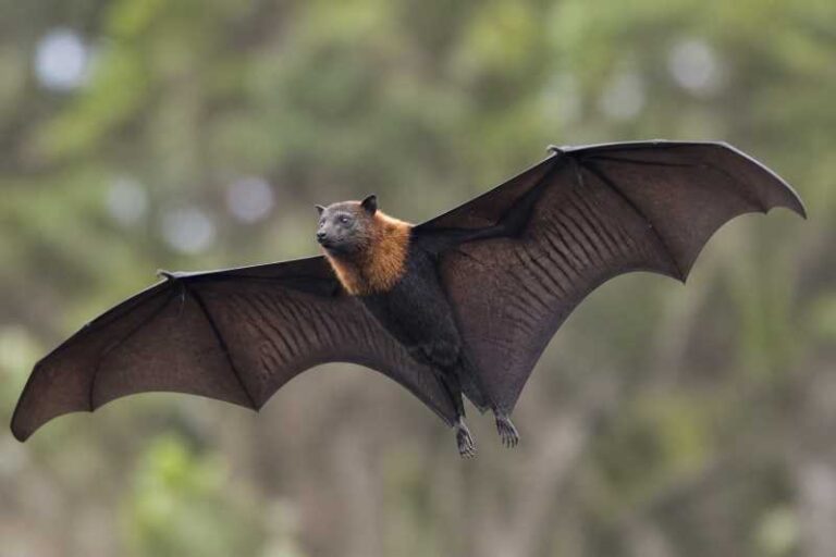 Image of a Black-eared Flying Fox in its natural habitat