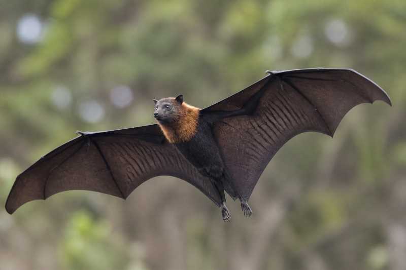 Image of a Black-eared Flying Fox in its natural habitat