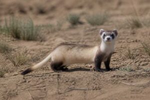 Image of a Black-footed Ferret in its natural habitat