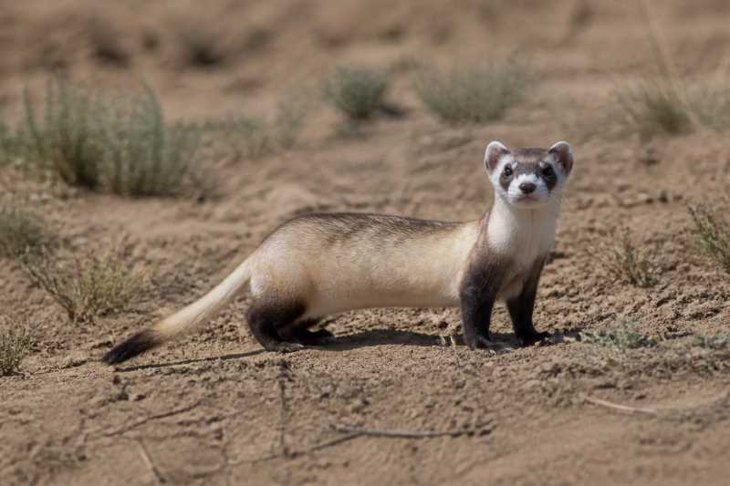 Image of a Black-footed Ferret in its natural habitat