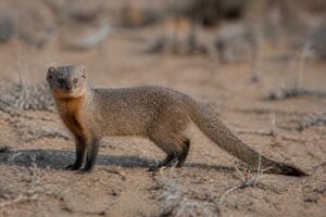 Image of a Black-footed Mongoose in its natural habitat