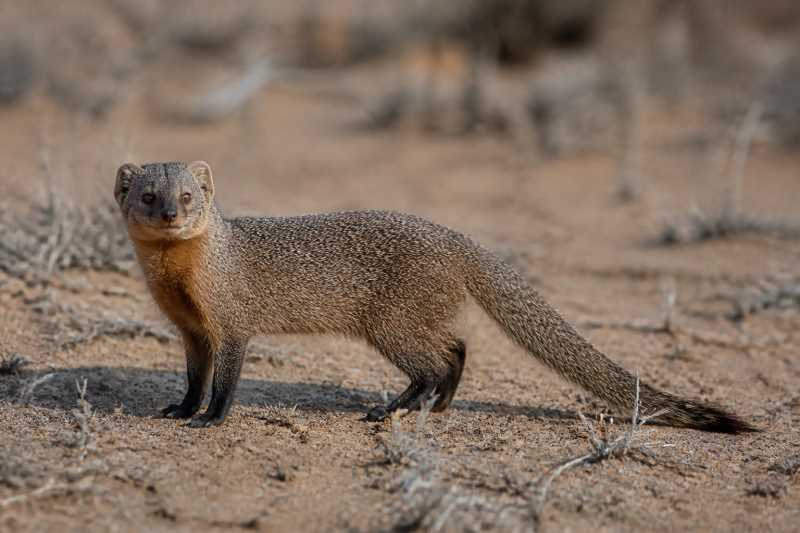 Image of a Black-footed Mongoose in its natural habitat
