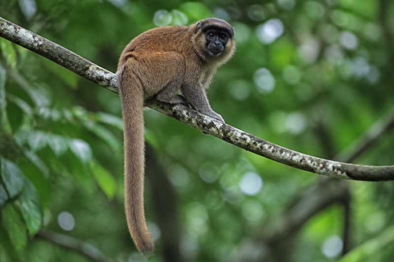 Image of a Black-fronted Titi in its natural habitat