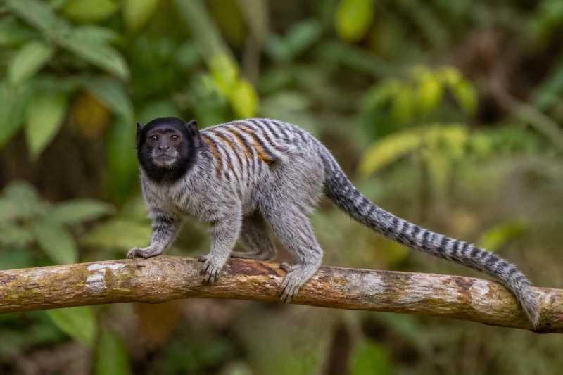 Image of a Black-headed Marmoset in its natural habitat