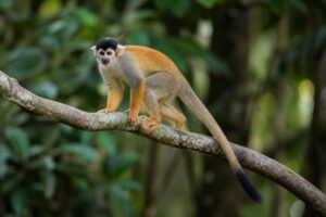 Image of a Black-headed Squirrel Monkey in its natural habitat